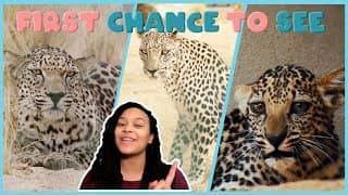 Gorgeous Endangered Arabian Leopard Cub Born! ﻿| First Chance to See | BBC Earth Kids