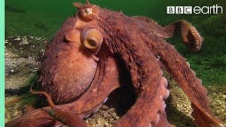 Octopus Steals Crab from Fisherman | BBC - Bạch tuộc trộm cua của ngư dân